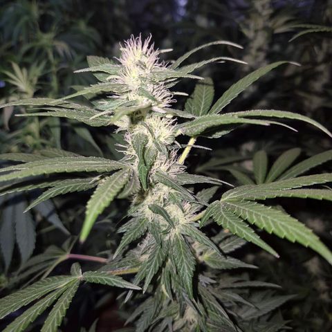 Biscotti (56-70bt) growlog timeline photo