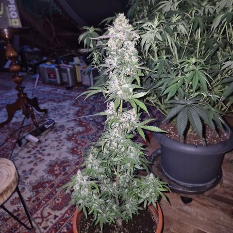Anna, CBD (49-56BT/77- 84 Tage nach Keimung) growlog timeline photo