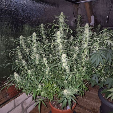 Afghani #1 (45-50bt) growlog timeline photo