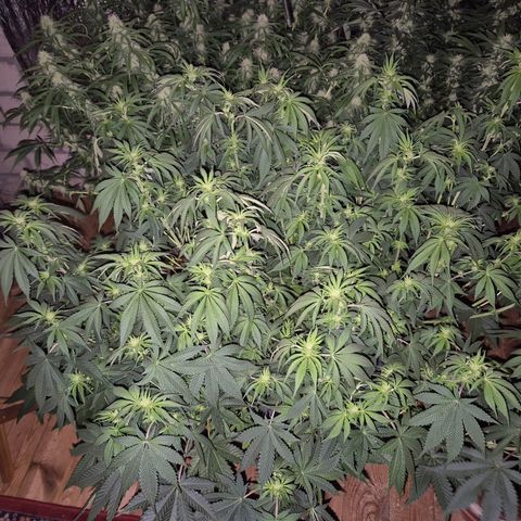WTF- Königin Mimosa evo 👑👑👑 (65-70bt) growlog timeline photo