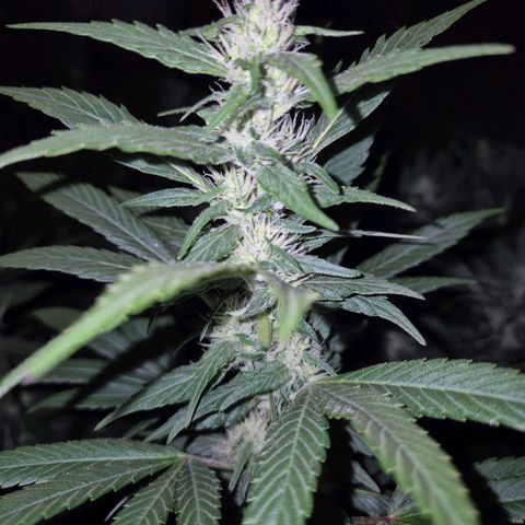 Biscotti (56-70bt) growlog timeline photo