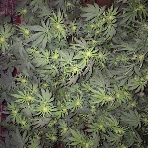 WTF- Königin Mimosa evo 👑👑👑 (65-70bt) growlog timeline photo