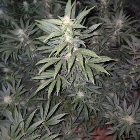 Biscotti (56-70bt) growlog timeline photo