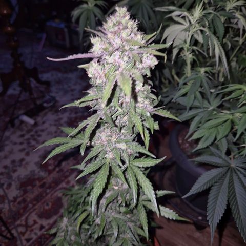 Anna, CBD (49-56BT/77- 84 Tage nach Keimung) growlog timeline photo