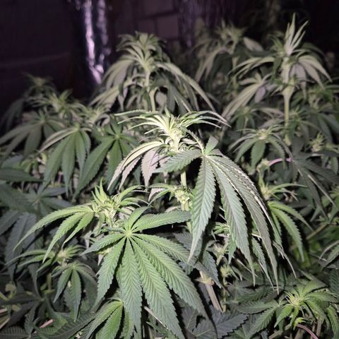 WTF- Königin Mimosa evo 👑👑👑 (65-70bt) growlog timeline photo
