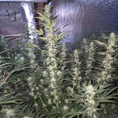 Biscotti (56-70bt) growlog timeline photo