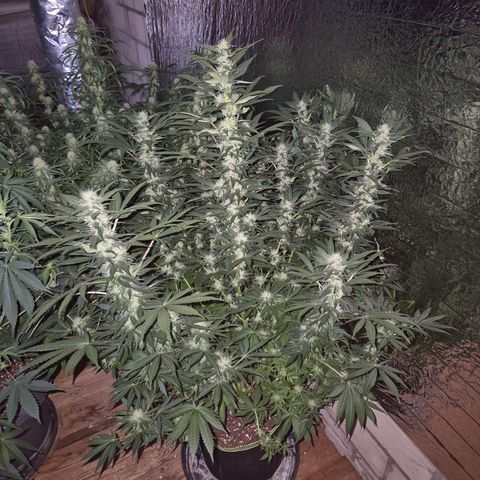 Biscotti (56-70bt) growlog timeline photo