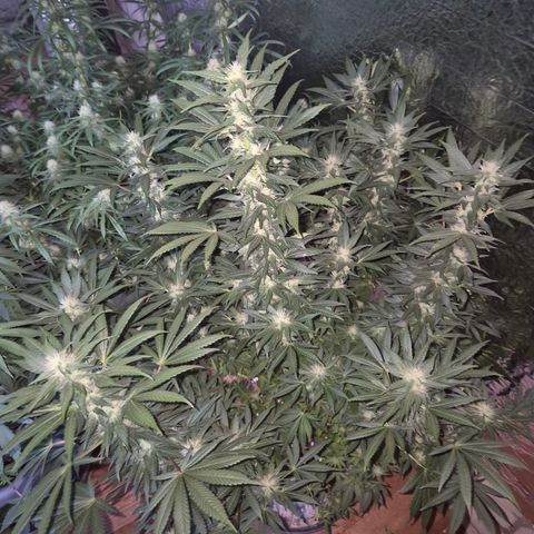 Biscotti (56-70bt) growlog timeline photo