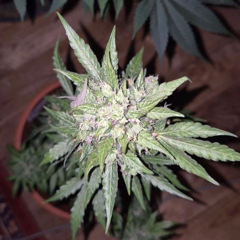Anna, CBD (49-56BT/77- 84 Tage nach Keimung) growlog timeline photo