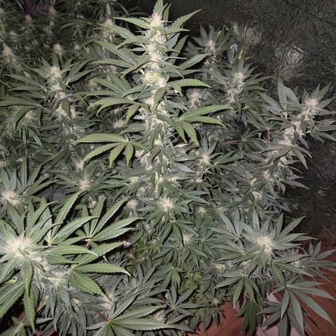 Biscotti (56-70bt) growlog timeline photo