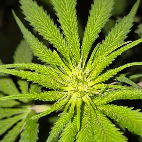 WTF- Königin Mimosa evo 👑👑👑 (65-70bt) growlog timeline photo