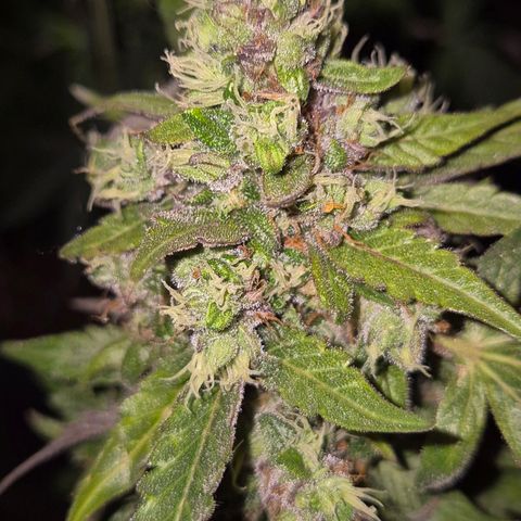 Anna, CBD (49-56BT/77- 84 Tage nach Keimung) growlog timeline photo