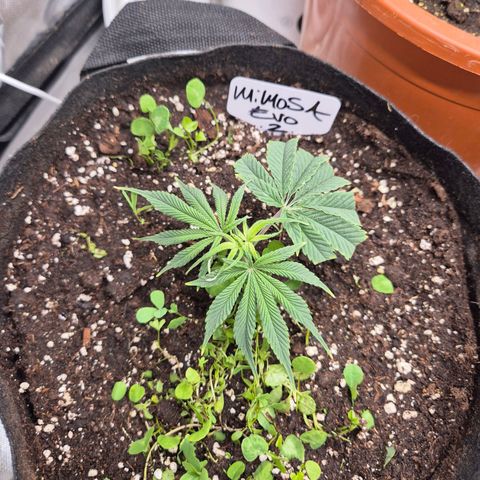Mimosa evo stecki  🍊🍋🍍 (65-70bt) growlog timeline photo