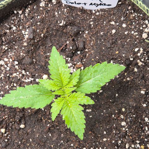 Tangerine dream 🌴 (60-65bt)  growlog photo: Sieht heller aus als sie ist