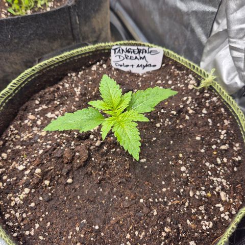 Tangerine dream 🌴 (60-65bt)  growlog photo: Sieht heller aus als sie ist