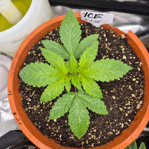 ICE 💚🧊 (63-70bt) growlog timeline photo