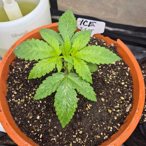 ICE 💚🧊 (63-70bt) growlog timeline photo