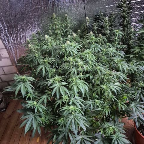 WTF- Königin Mimosa evo 👑👑👑 (65-70bt) growlog timeline photo