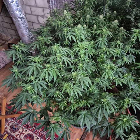WTF- Königin Mimosa evo 👑👑👑 (65-70bt) growlog timeline photo