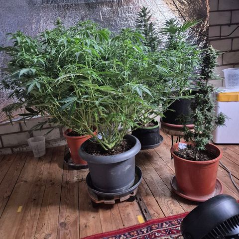 WTF- Königin Mimosa evo 👑👑👑 (65-70bt) growlog timeline photo