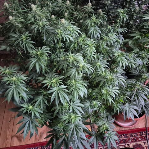 WTF- Königin Mimosa evo 👑👑👑 (65-70bt) growlog timeline photo