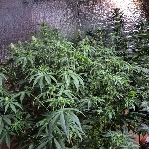 WTF- Königin Mimosa evo 👑👑👑 (65-70bt) growlog timeline photo