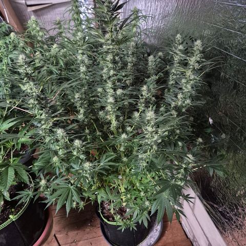 Biscotti (56-70bt) growlog timeline photo