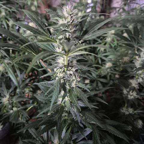 Biscotti (56-70bt) growlog timeline photo