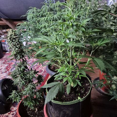 Ice cream cake 🍰 & permanent marker🖊(65-73bt) growlog photo: Früher in blüte geschickt 