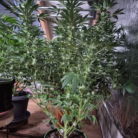 Biscotti (56-70bt) growlog timeline photo