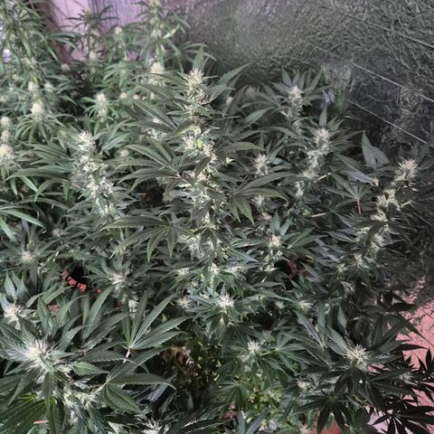 Biscotti (56-70bt) growlog timeline photo