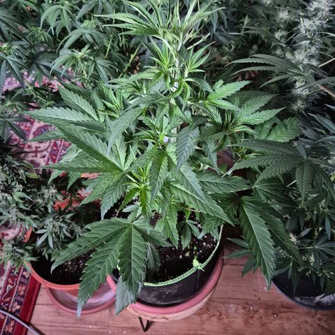 Ice cream cake 🍰 & permanent marker🖊(65-73bt) growlog photo: Früher in blüte geschickt 