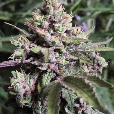 Anna, CBD (49-56BT/77- 84 Tage nach Keimung) growlog timeline photo