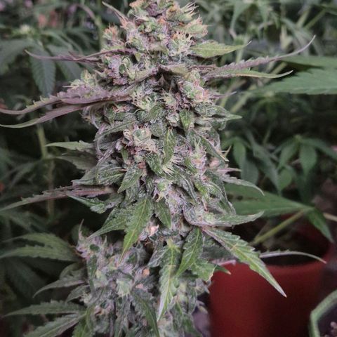 Anna, CBD (49-56BT/77- 84 Tage nach Keimung) growlog timeline photo