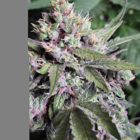 Anna, CBD (49-56BT/77- 84 Tage nach Keimung) growlog timeline photo
