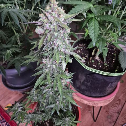 Anna, CBD (49-56BT/77- 84 Tage nach Keimung) growlog timeline photo