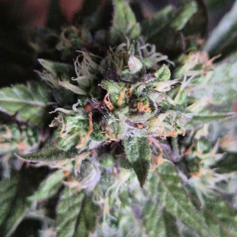 Anna, CBD (49-56BT/77- 84 Tage nach Keimung) growlog timeline photo