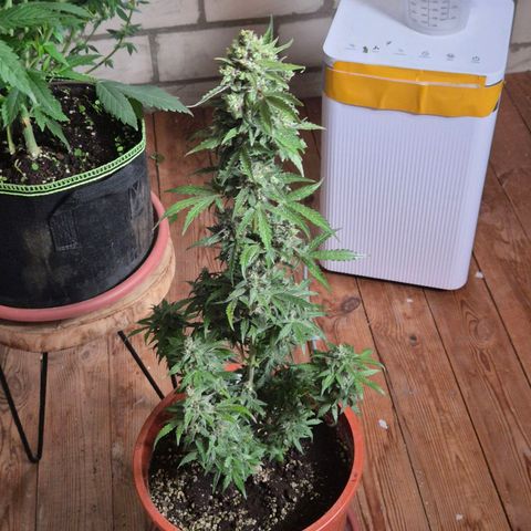 Anna, CBD (49-56BT/77- 84 Tage nach Keimung) growlog photo: Sieht nach schon ziemlich fertig aus 🙃