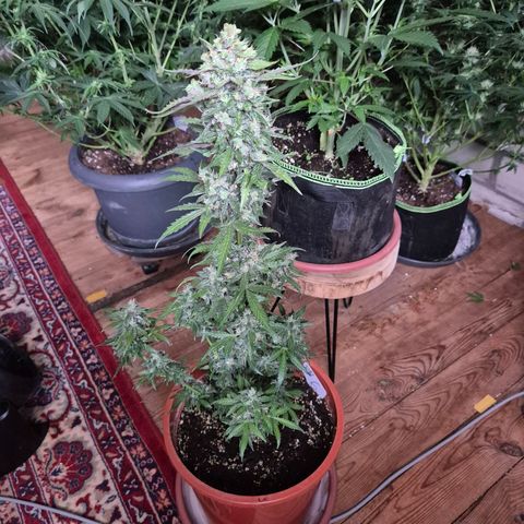 Anna, CBD (49-56BT/77- 84 Tage nach Keimung) growlog photo: Sieht nach schon ziemlich fertig aus 🙃