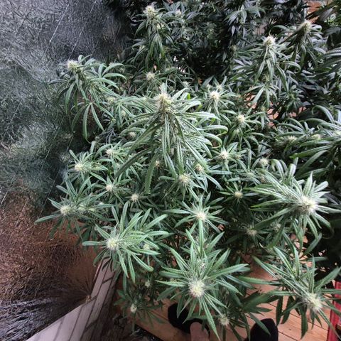 Afghani #1 (45-50bt) growlog timeline photo