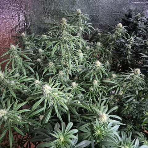 Afghani #1 (45-50bt) growlog timeline photo
