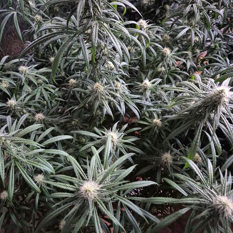 Afghani #1 (45-50bt) growlog timeline photo