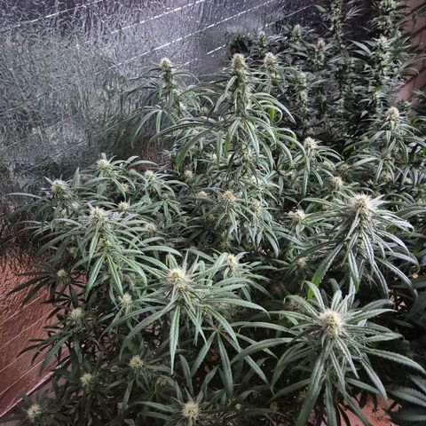 Afghani #1 (45-50bt) growlog timeline photo