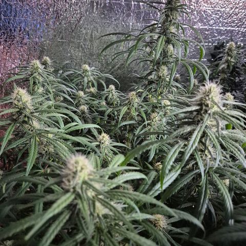 Afghani #1 (45-50bt) growlog timeline photo