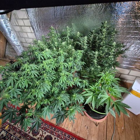 Biscotti (56-70bt) growlog timeline photo