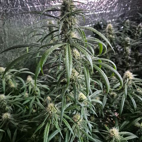 Afghani #1 (45-50bt) growlog timeline photo