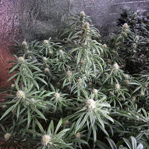 Afghani #1 (45-50bt) growlog timeline photo