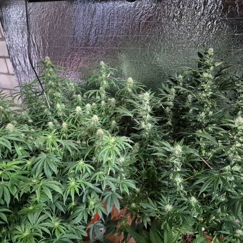 Afghani #1 (45-50bt) growlog timeline photo