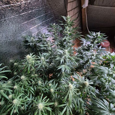 Biscotti (56-70bt) growlog timeline photo