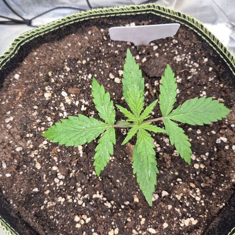 💚CHOCOLOPE 🍫 ☕️auto (56-63 BT) growlog timeline photo